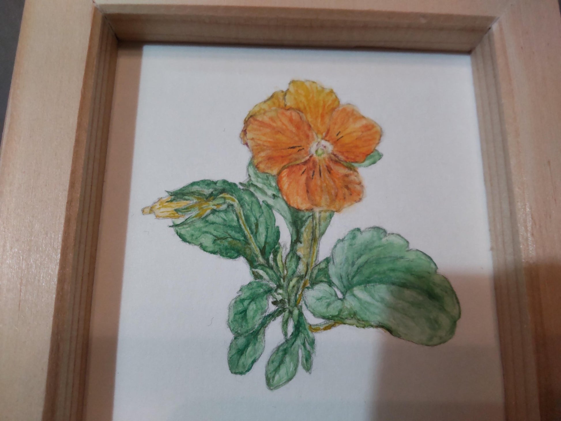 5月のパンジー - FROM ARTIST