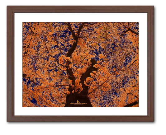 【額付アート写真/A3ノビ】ORANGE CHERRY TREE(オレンジの桜) - FROM ARTIST