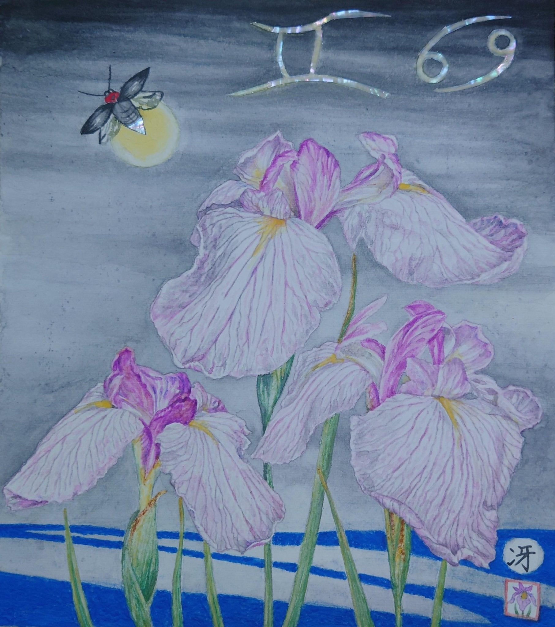 菖蒲華 蛍の候 - FROM ARTIST