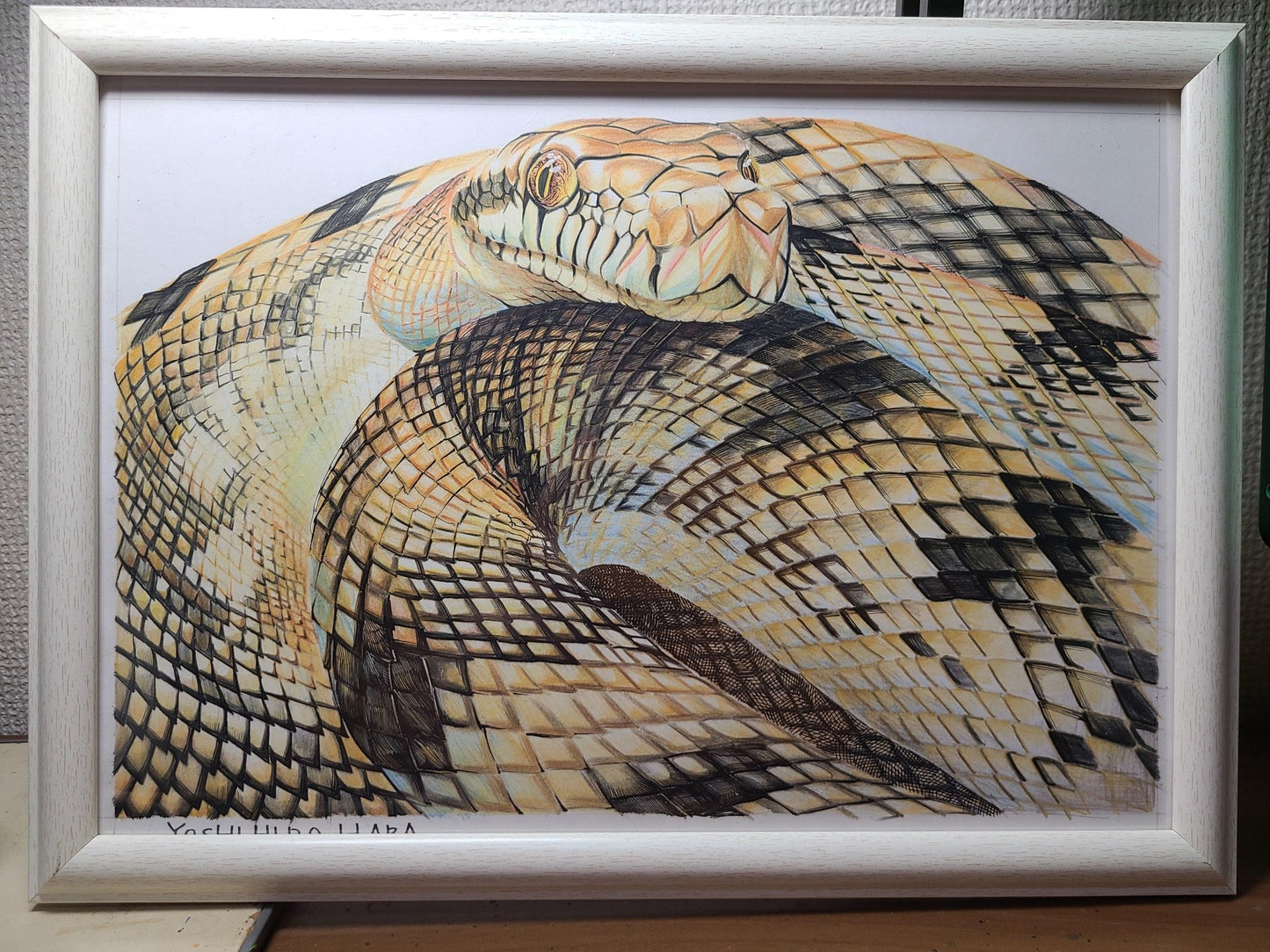 アメジストニシキヘビ - FROM ARTIST