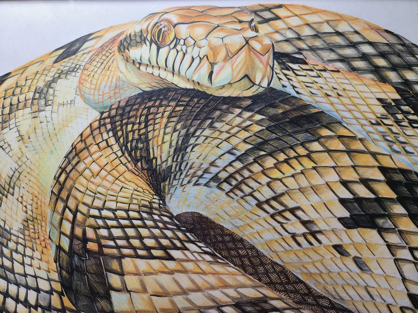 アメジストニシキヘビ - FROM ARTIST