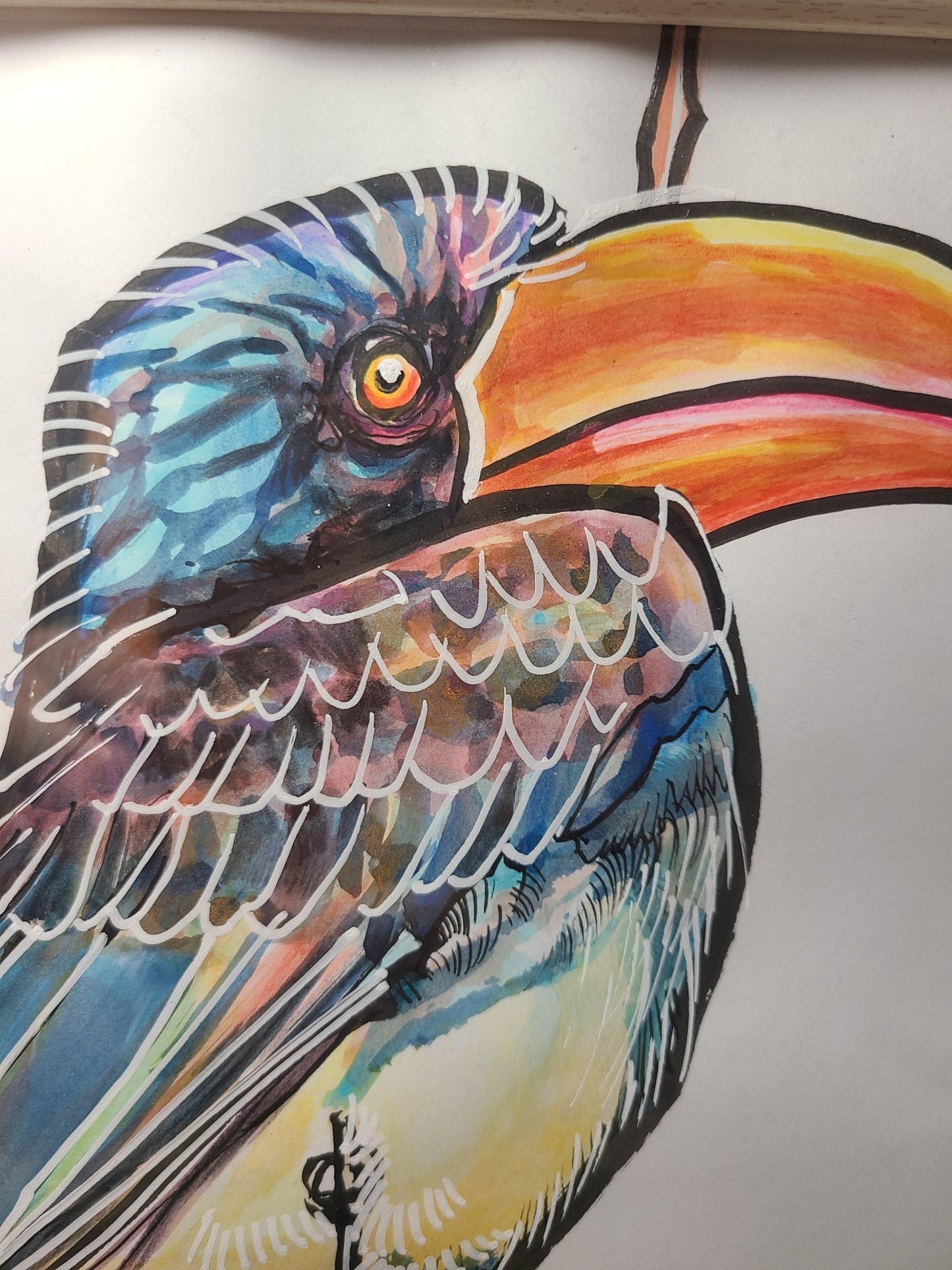 カンムリコサイチョウ - FROM ARTIST