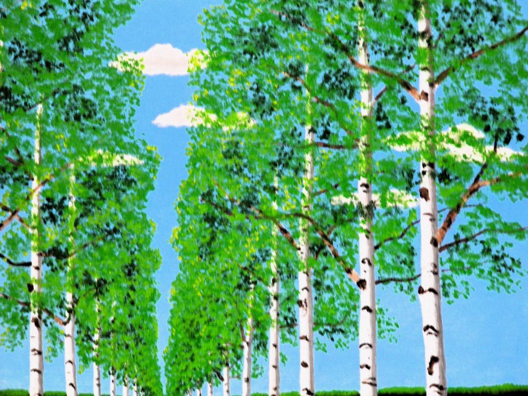 北海道 白樺並木 - FROM ARTIST