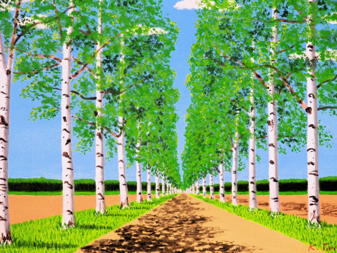 北海道 白樺並木 - FROM ARTIST