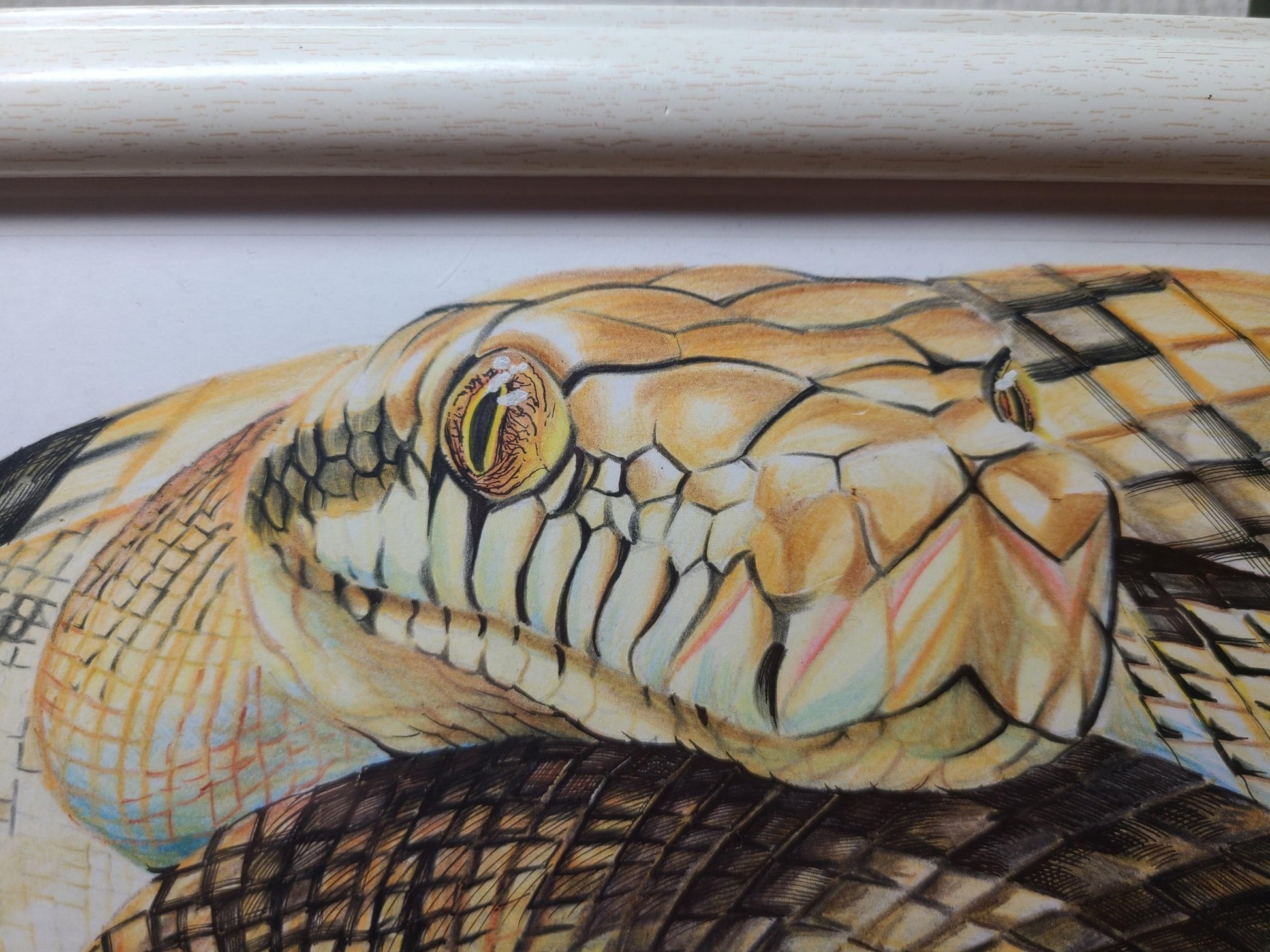 アメジストニシキヘビ - FROM ARTIST