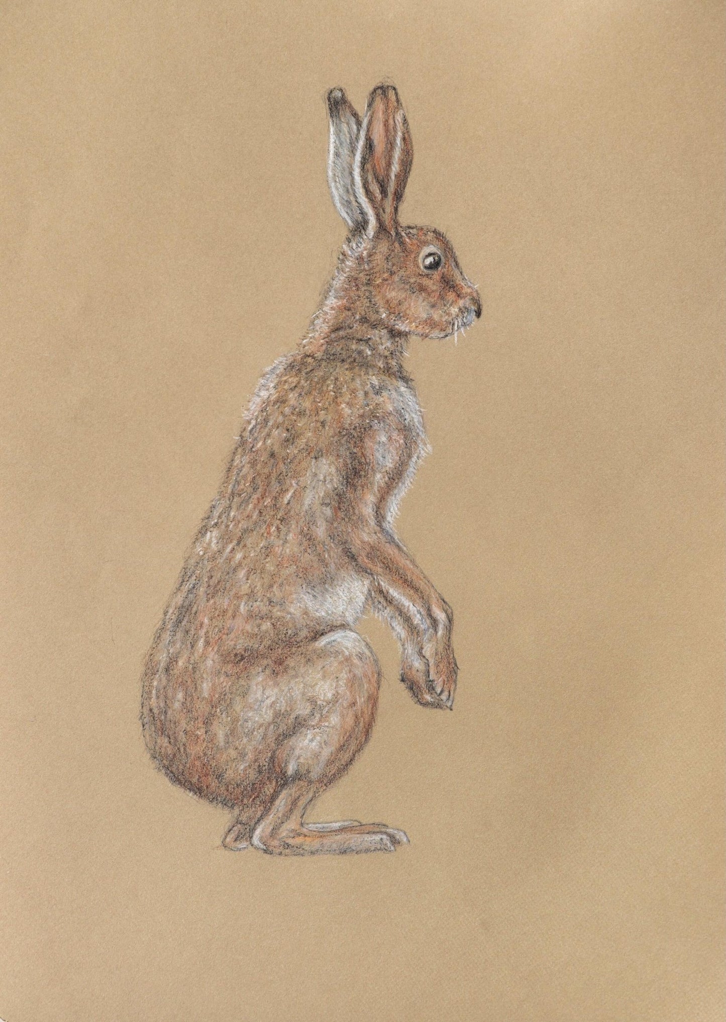 ウサギ - FROM ARTIST