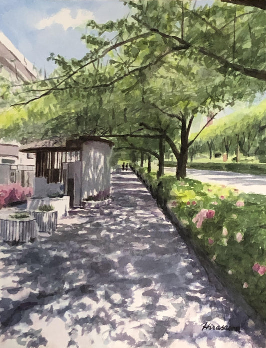 新緑の5月 桜通りの歩道 - FROM ARTIST