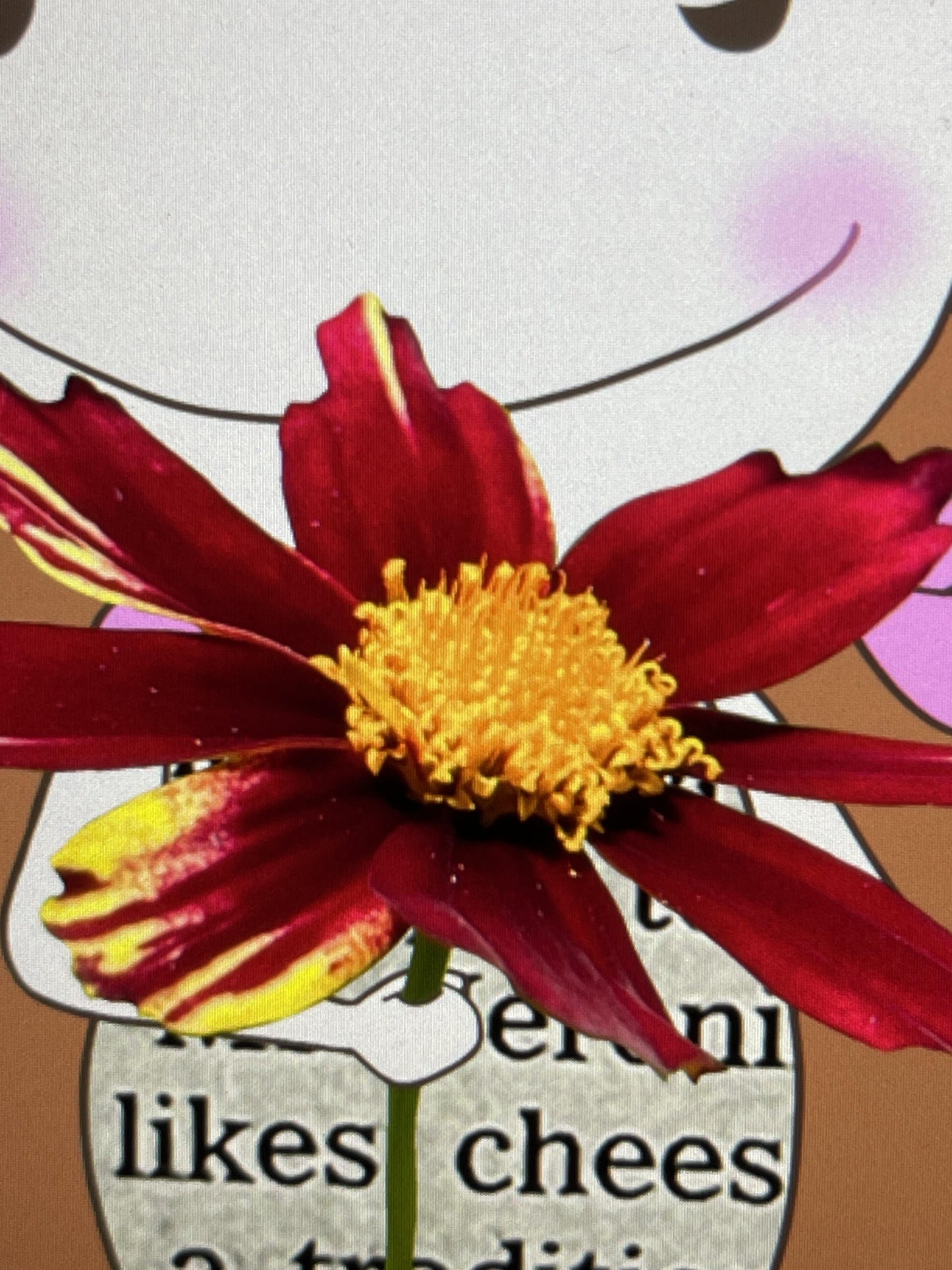 いつもありがとう - FROM ARTIST ファンタジー Little.junko medium