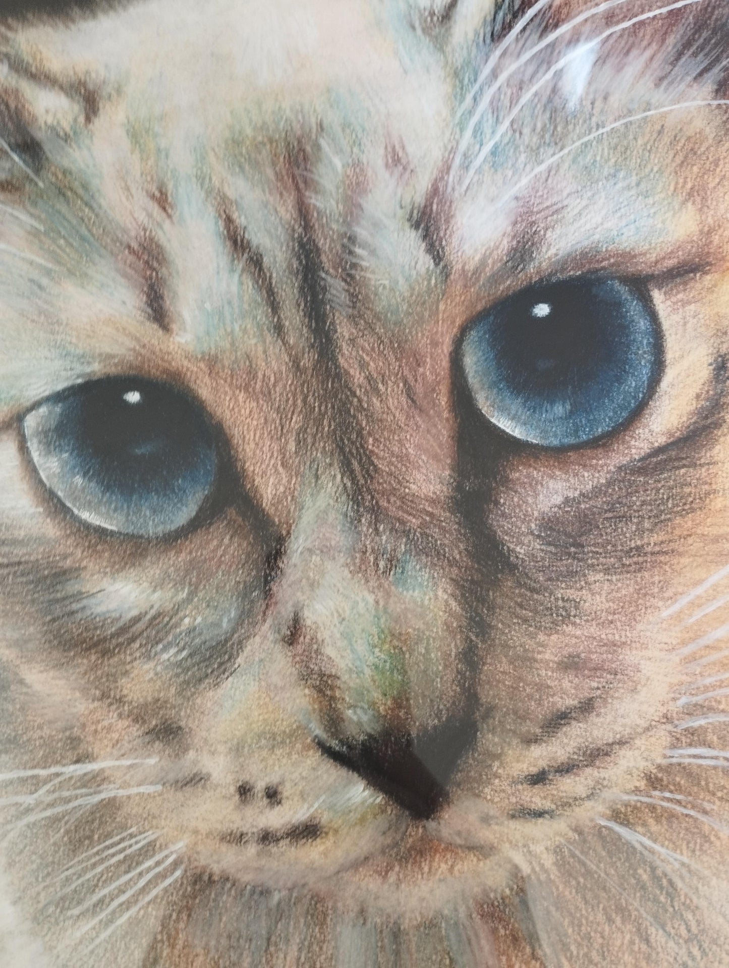 覗き込む猫 - FROM ARTIST