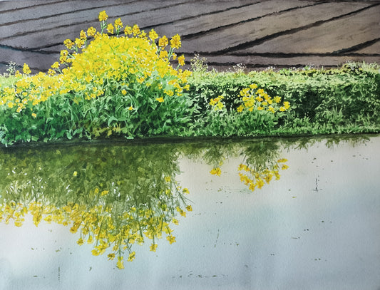 畔の菜の花