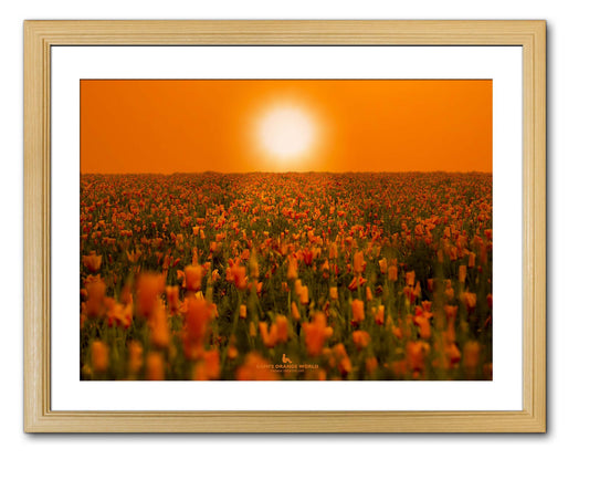 【額付アート写真/A3ノビ】ORANGE SUN LIGHTING THE POPPY FIELD（ポピー畑を照らすオレンジの太陽）