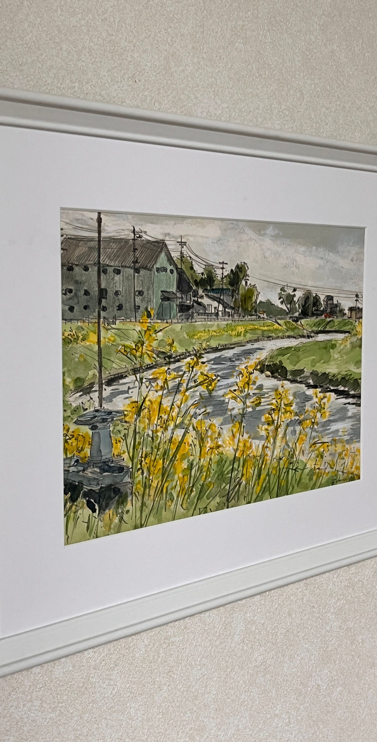 紫色のクロッカス