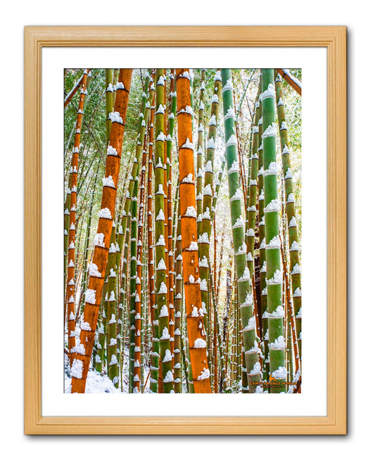 【額付アート写真/A3ノビ】GREEN AND ORANGE BAMBOO FOREST（緑とオレンジの竹林）タテバージョン