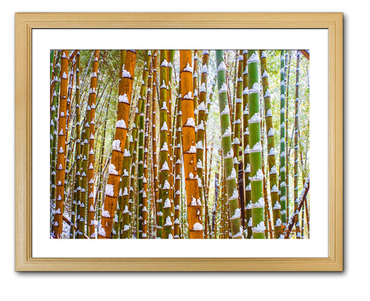 【額付アート写真/A3ノビ】GREEN AND ORANGE BAMBOO FOREST（緑とオレンジの竹林）