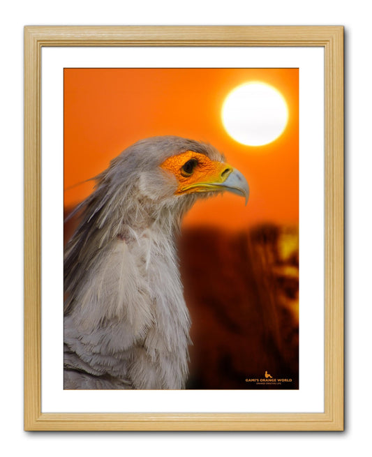 【額付アート写真/A3ノビ】EAGLE WITH ORANGE FACE（顔がオレンジのワシ） - FROM ARTIST