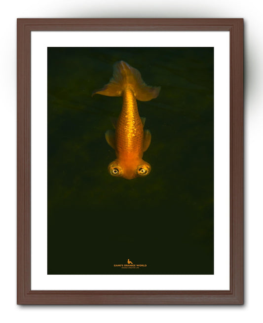 【額付アート写真/A3ノビ】GOLDFISH COMING（来る金魚） - FROM ARTIST