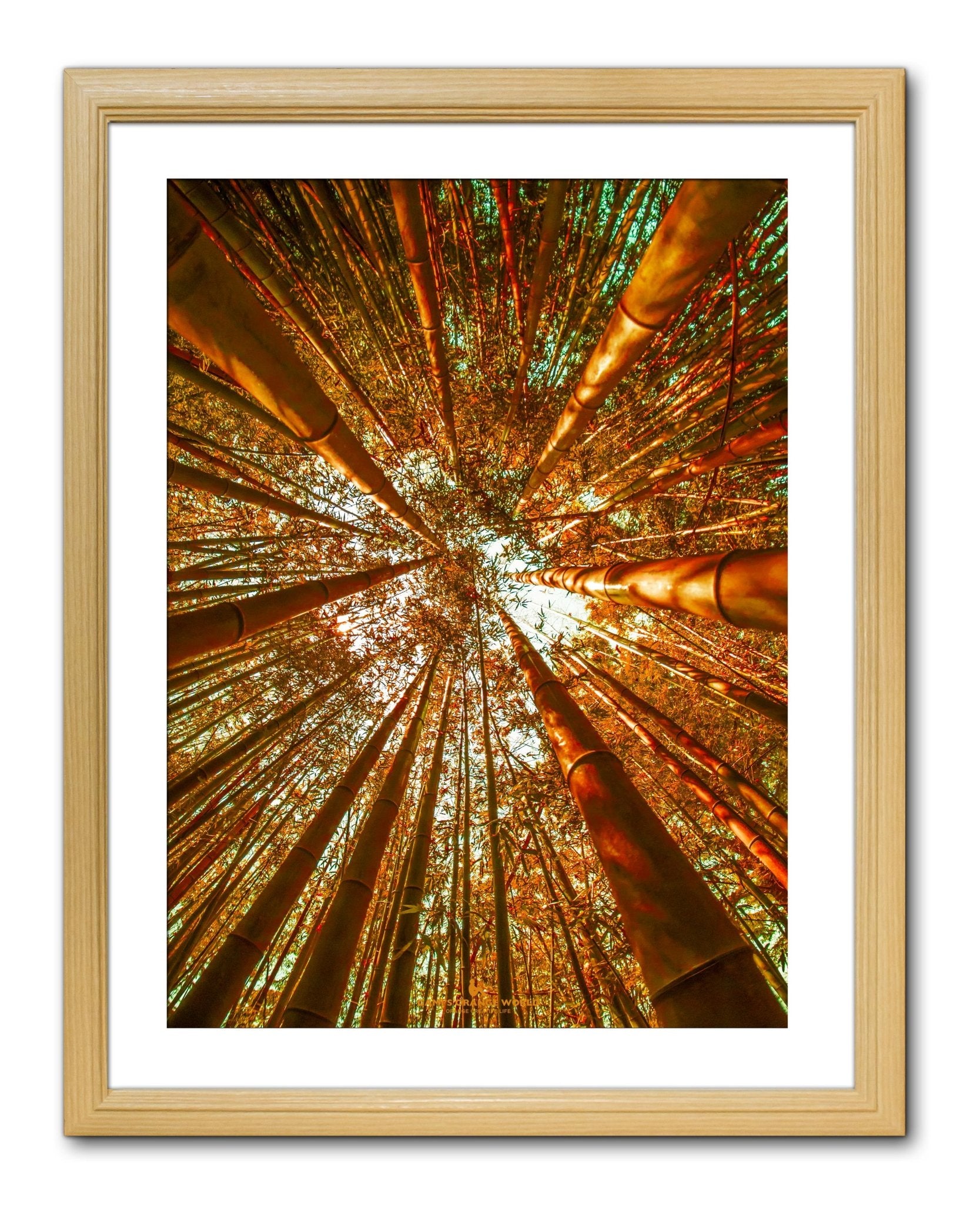 【額付アート写真/A3ノビ】ORANGE BAMBOO RUSHING FORWARD（突き進むオレンジの竹） - FROM ARTIST