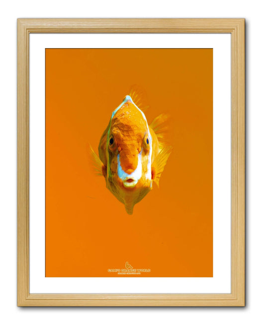 【額付アート写真/A3ノビ】ORANGE IS WATCHING（オレンジは見ている） - FROM ARTIST