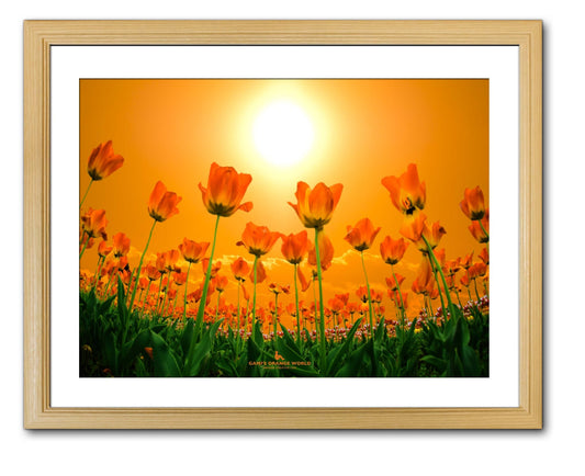 【額付アート写真/A3ノビ】ORANGE TULIP FIELD（オレンジチューリップ畑） - FROM ARTIST