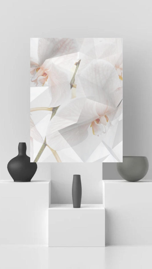 white phalaenopsis