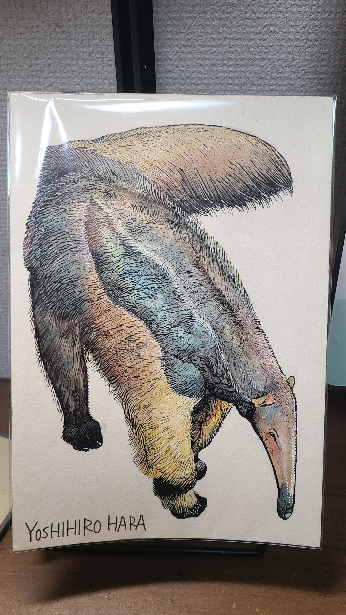 オオアリクイ - FROM ARTIST