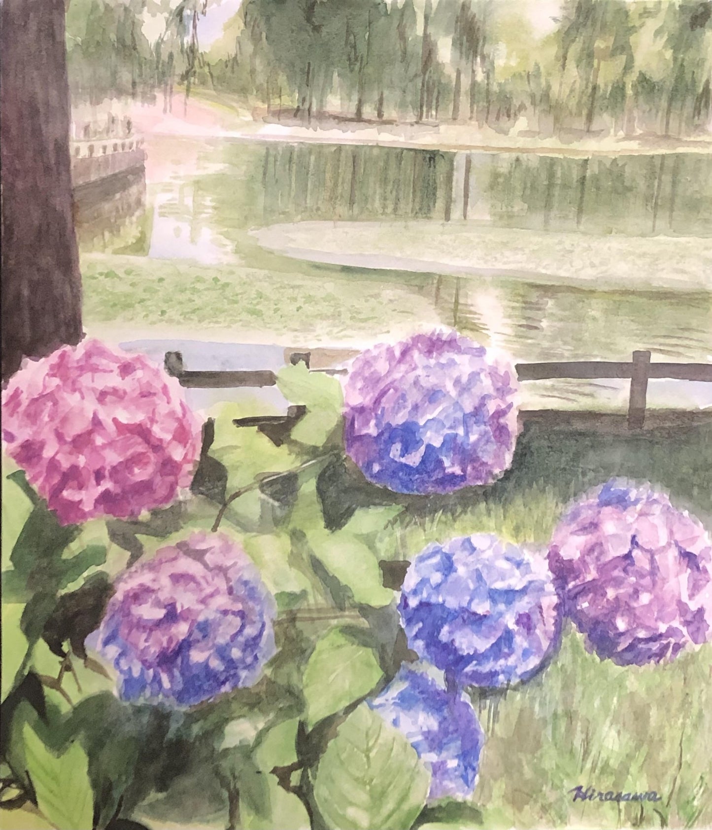 水辺に咲き誇る紫陽花 - FROM ARTIST