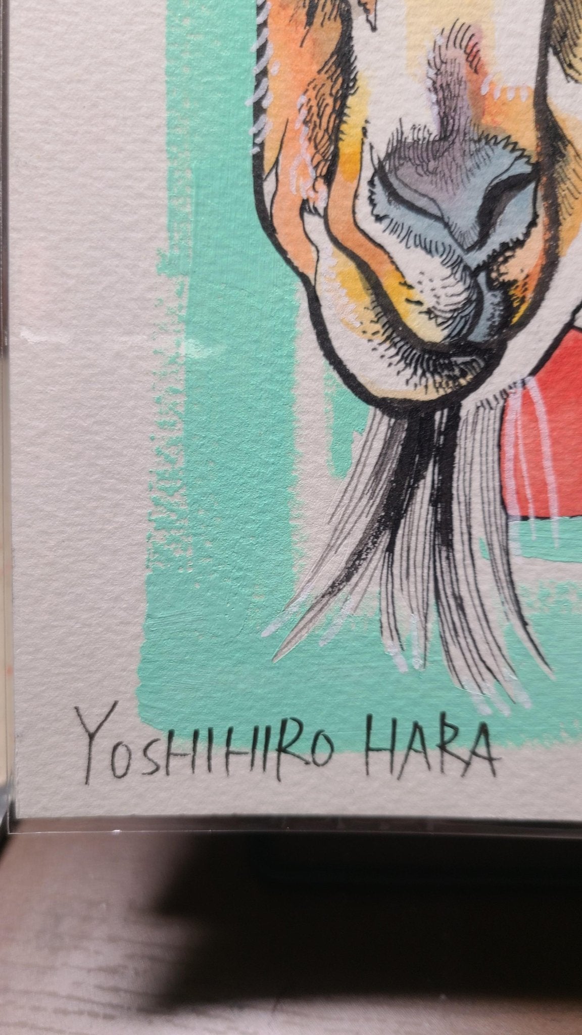 ピグミーゴート - FROM ARTIST