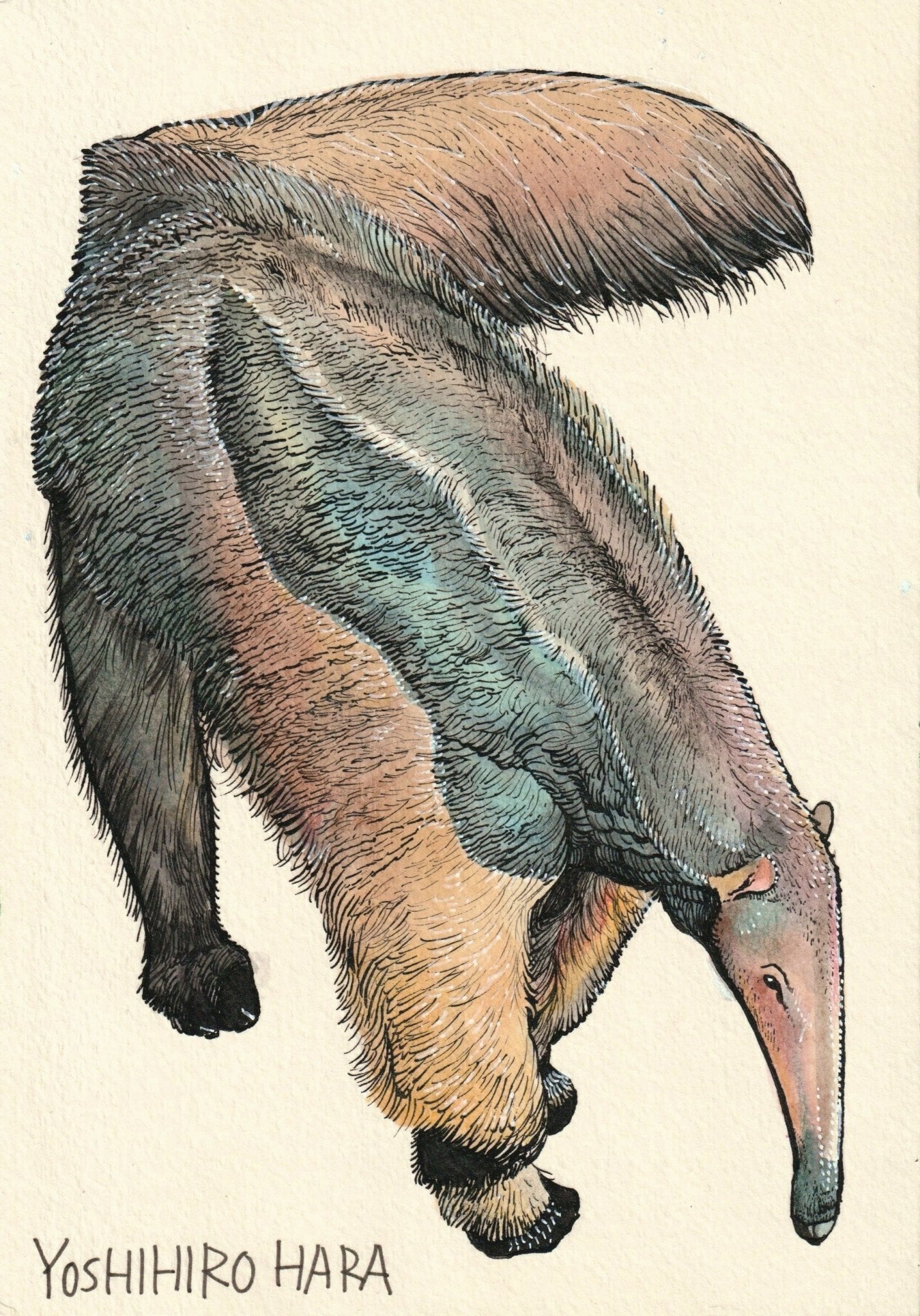 オオアリクイ - FROM ARTIST