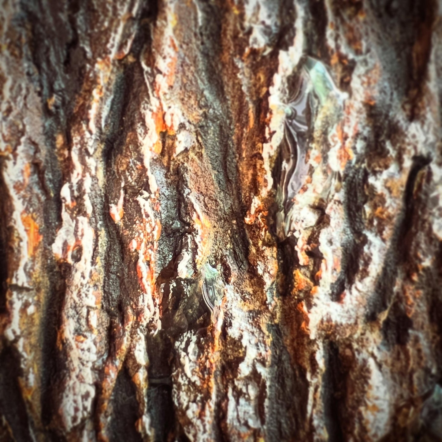 森の囁き、雨のあと - FROM ARTIST