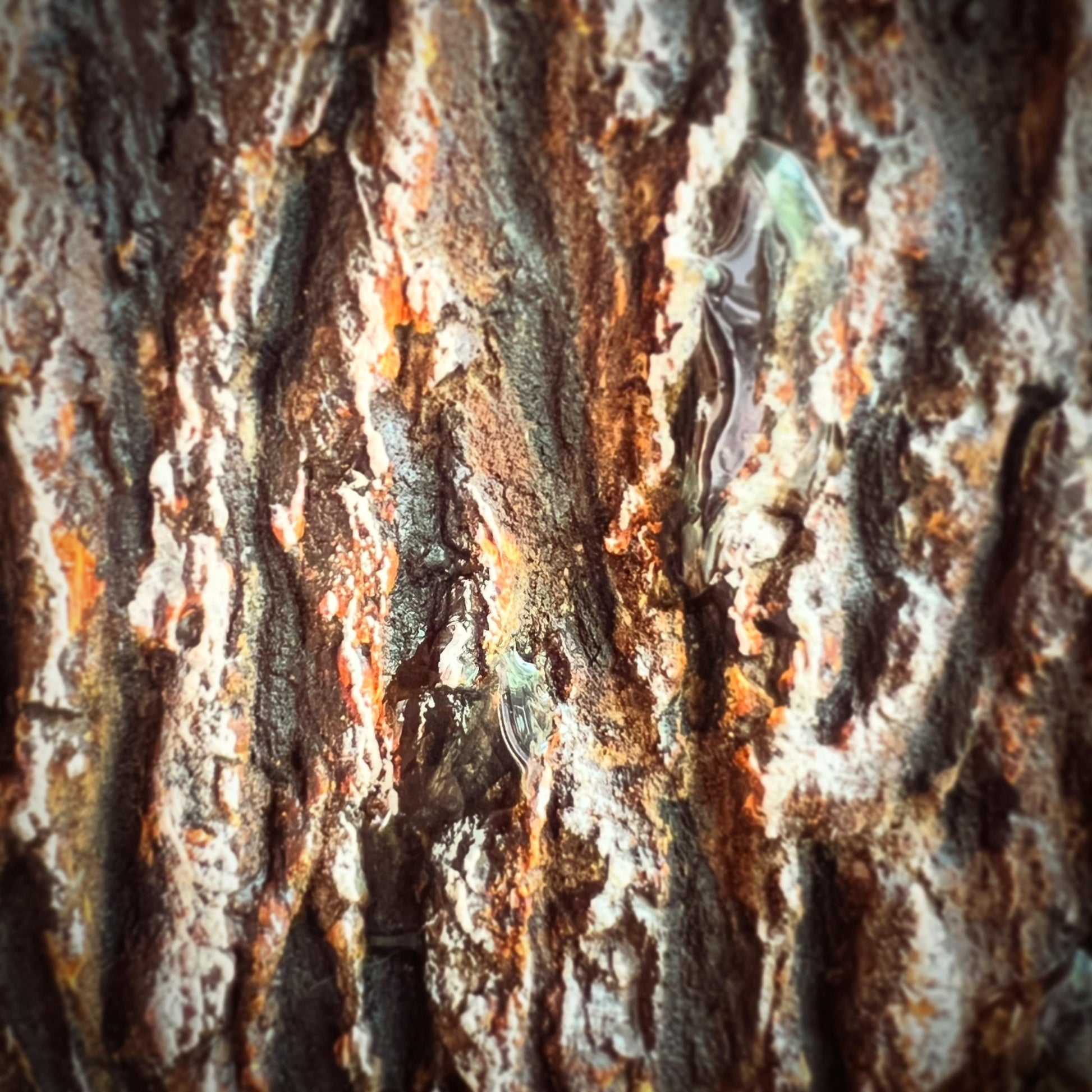 森の囁き、雨のあと - FROM ARTIST