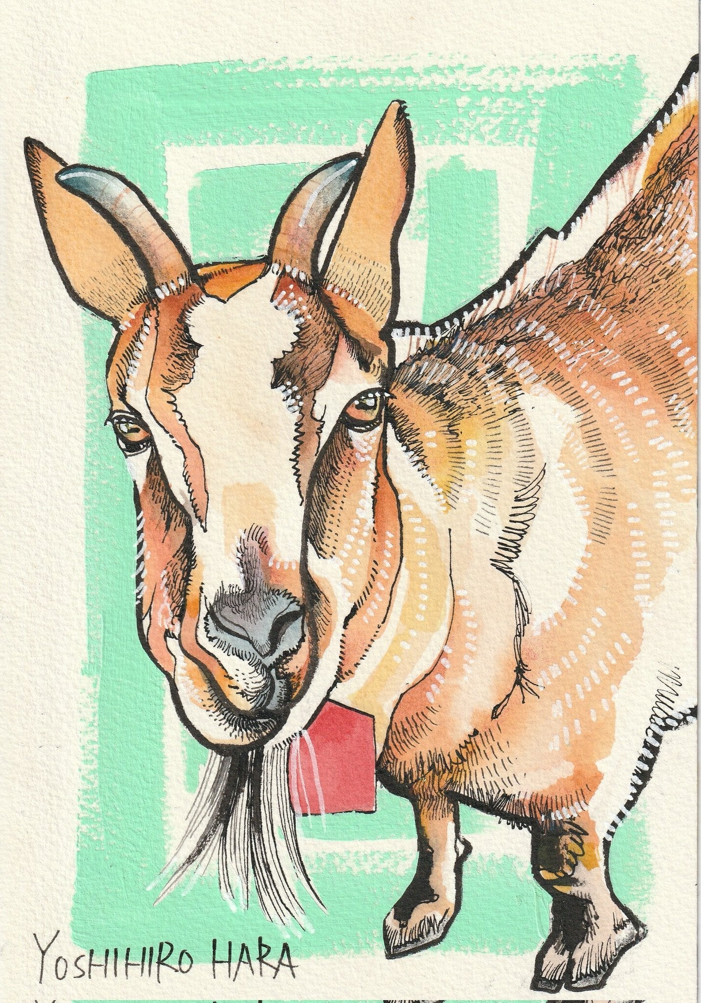 ピグミーゴート - FROM ARTIST