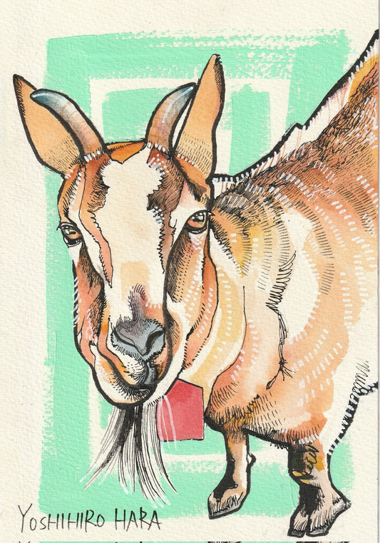 ピグミーゴート - FROM ARTIST