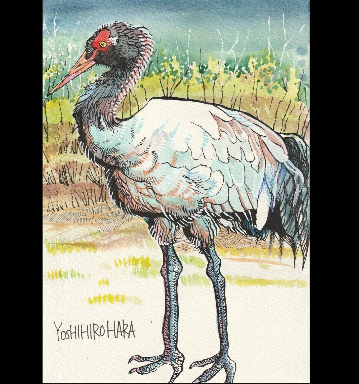 オグロヅル - FROM ARTIST