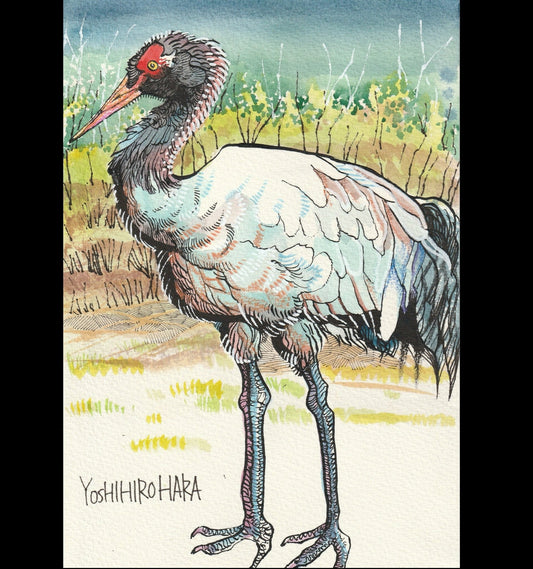 オグロヅル - FROM ARTIST