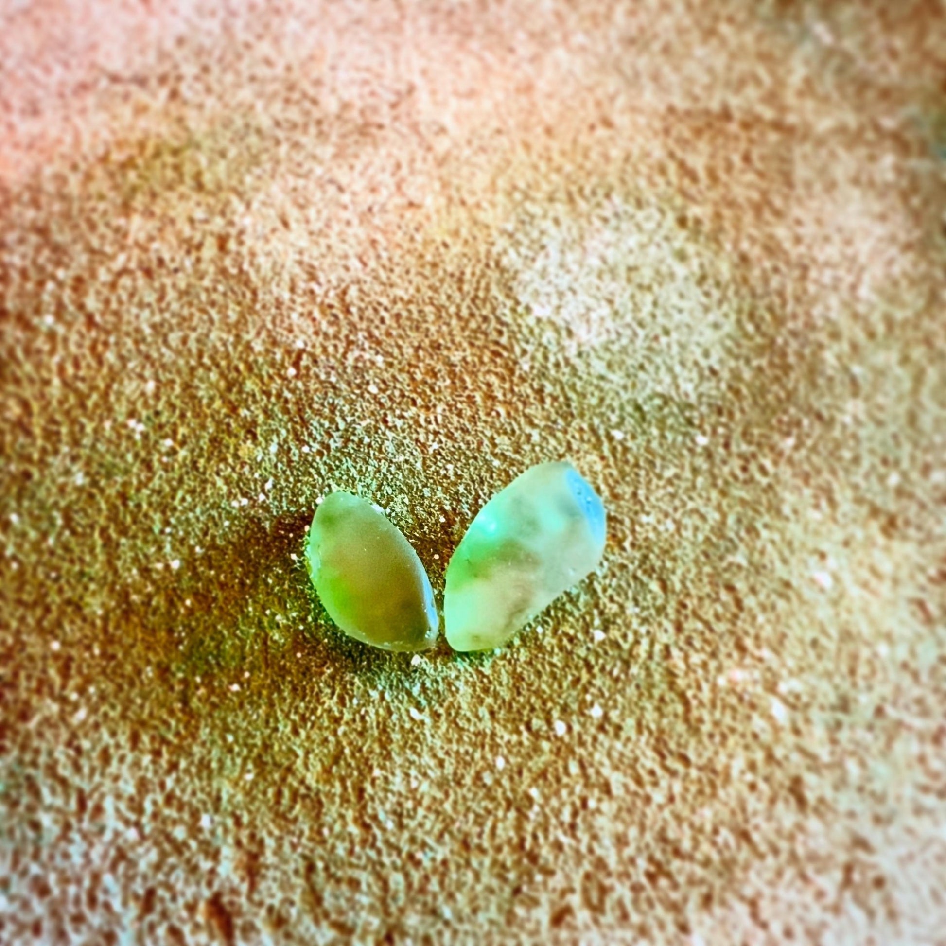 まだ名のない緑 - FROM ARTIST