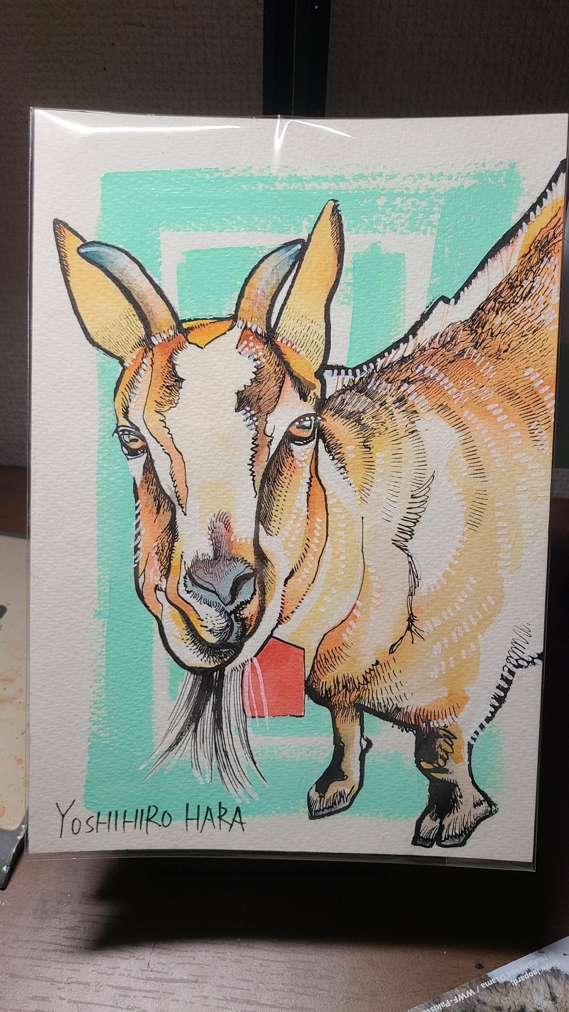 ピグミーゴート - FROM ARTIST