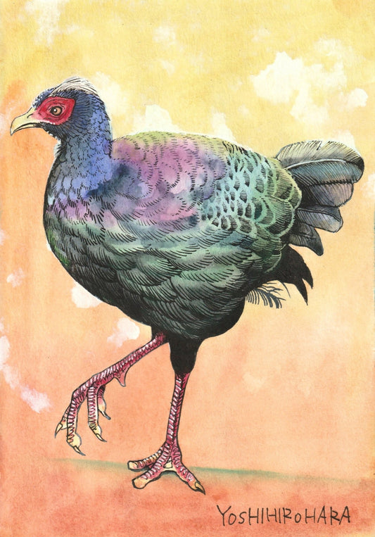 ベトナムキジ - FROM ARTIST