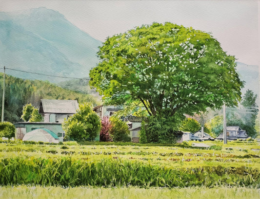 軒先の大ケヤキ - FROM ARTIST
