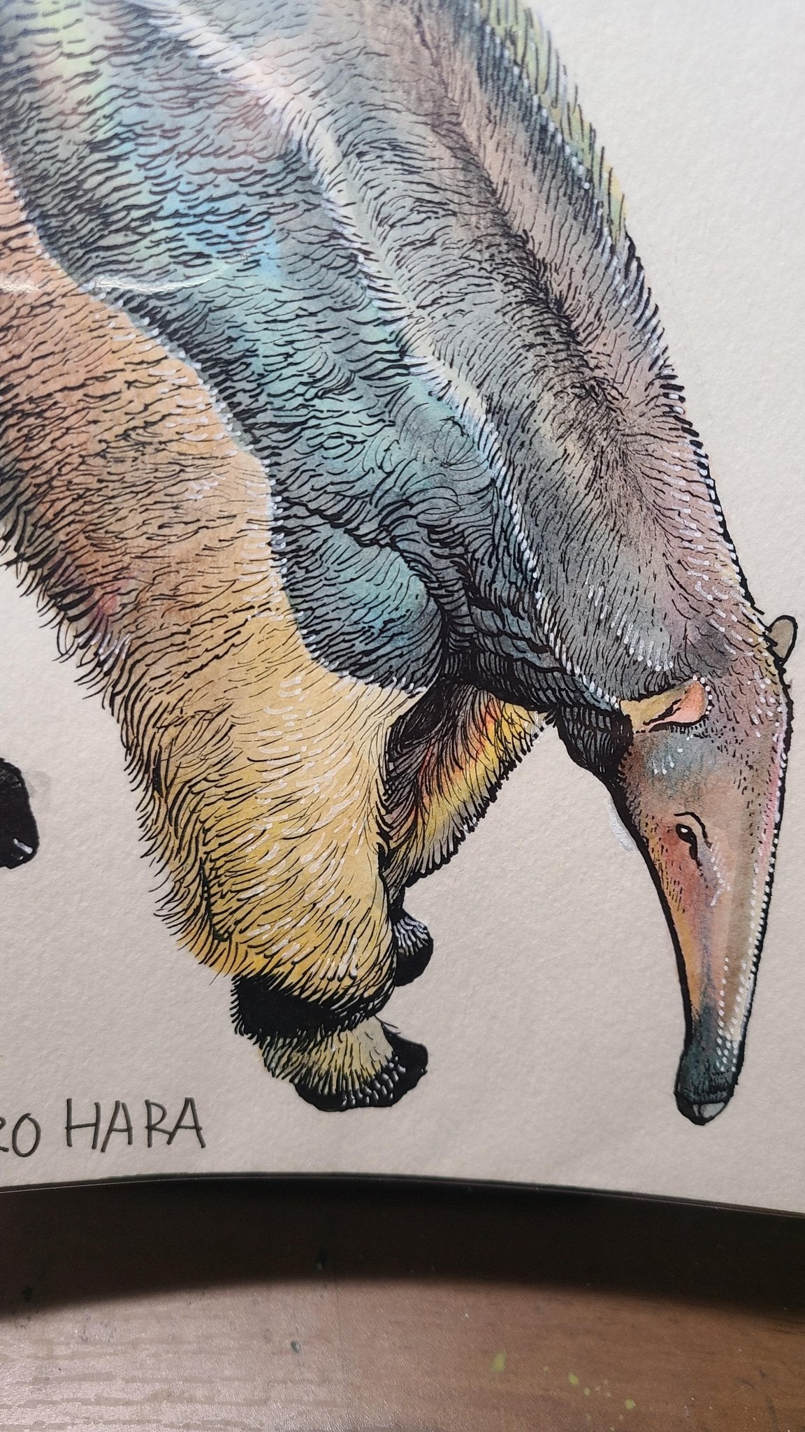 オオアリクイ - FROM ARTIST