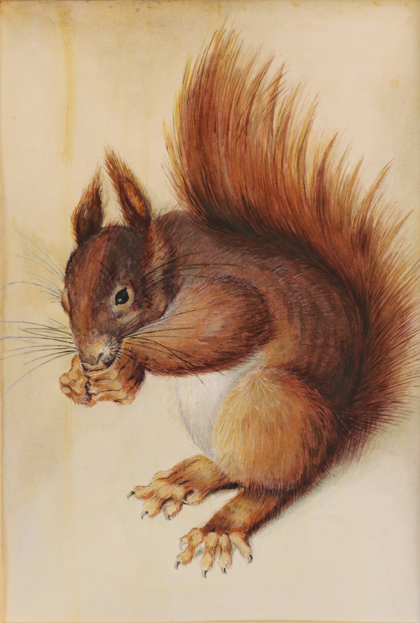 リス / Squirrel - FROM ARTIST