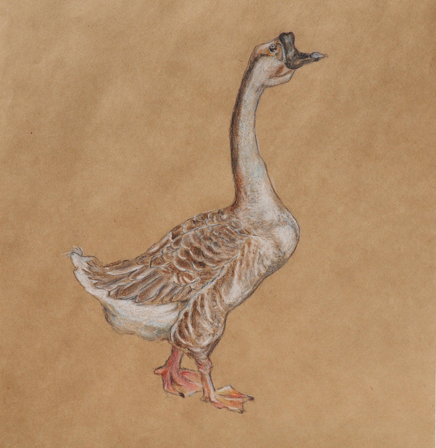 Goose - FROM ARTIST