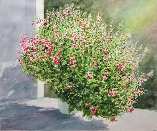 窓辺のチェリーセージ - FROM ARTIST